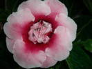 Gloxinia roz dublu