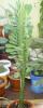 Euphorbia trigona