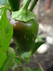 Jalapeno Pepper (2009, September 11)