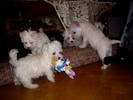 bichon havanese si westie