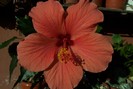 Aloha rosa, pe alta planta