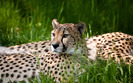 1975_cheetahbeauty_2560x1600