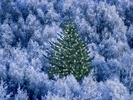 Christmas Wallpapers (494)