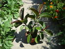 FICUS
