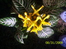 Aphelandra