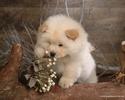 Chow_Chow_dog_wallpaper_85033