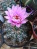 Gymnocalycium baldianum