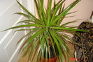dracena marginata