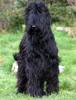 Briard