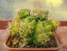 Gymnocalycium damsi