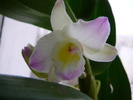 Dendrobium nobile