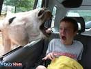 horse_scares_kid