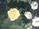 Imag018