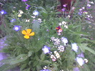 amestec de jardiniera