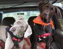justfunnydogs