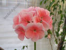 Pelargonium Luci 1