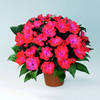 Impatiens