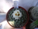 Obregonia denegrii flori