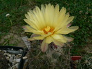 coryphantha_werdermannii