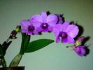 Den phalaenopsis mov