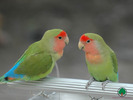 Wallpapers - Parrots - 27