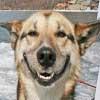 happydoggy