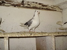 P8292234
