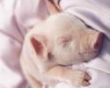 Poze Animale Porci_ Poze cu Porci_ Imagini cu Porcusorul Adormit