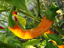 Orange Cayenne Pepper (2009, Aug.29)