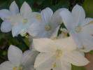 campanula alba