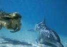 ok_56[1]
