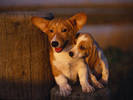 PUP11RK005404