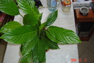 spathiphyllum