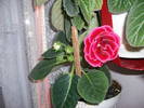 Gloxinie rosie dubla