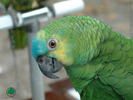 Wallpapers - Parrots - 33