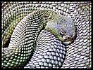amazing-snake-pictures22[1]
