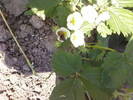 Fotografii-0053