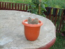 Picture 208MAMMILLARIA MICROCARPA