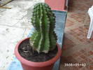 Mamilosa(Echinopsis alb)