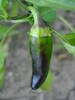 Jalapeno Pepper (2009, July 10)