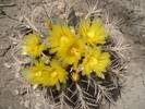 Ferocactus glaucescens