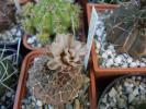 Gymnocalycium triacanthum