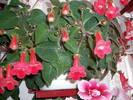 Flori 2009