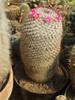 Mammilaria celsiana