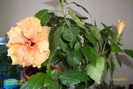 Classic apricot 1 (24 ani, din 1985), tuns