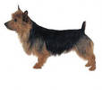 australian_terrier