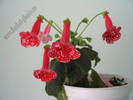 Kohleria Birgitta 5