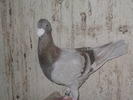 Picture 025