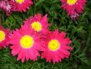 DSCI0497