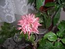 Coroana regala